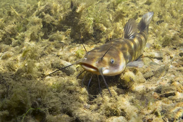 Brown Bullhead yayın balığı (Ameiurus nebulosus) sualtı fotoğraf. Temiz su ve doğa ortamlarında tatlı su balığı. Doğal ışık. Göl ve nehir yaşam. Vahşi hayvan.