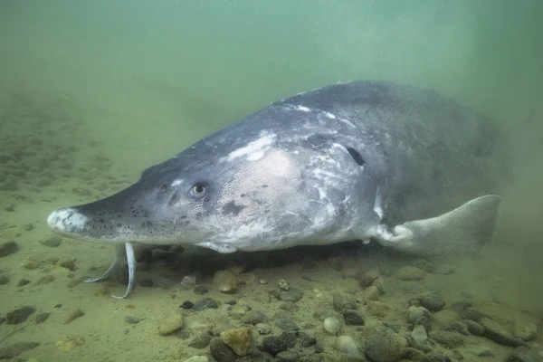 Underwater photography of the biggest fish Beluga, Huso huso swimming in the river. Beautifull river habitat. Freshwater fish sturgeon swimming in the nature. Wild life animal. Nice background. Live in the sea.