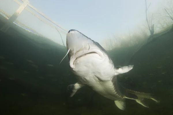 Underwater photography of the biggest fish Beluga, Huso huso swimming in the river. Beautifull river habitat. Freshwater fish sturgeon swimming in the nature. Wild life animal. Nice background. Live in the sea.