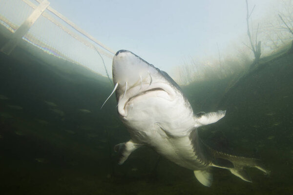 Подводная фотография самой большой рыбы Белуги, Хусо huso horario swimming in the river. Beautiful river habitat. Рыба-осетр плавает в природе. Животное. Отличный фон. Жить в море
. 