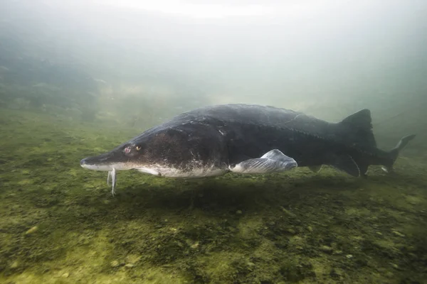 Unterwasseraufnahmen Des Größten Fisches Beluga Huso Huso Der Fluss Schwimmt — Stockfoto