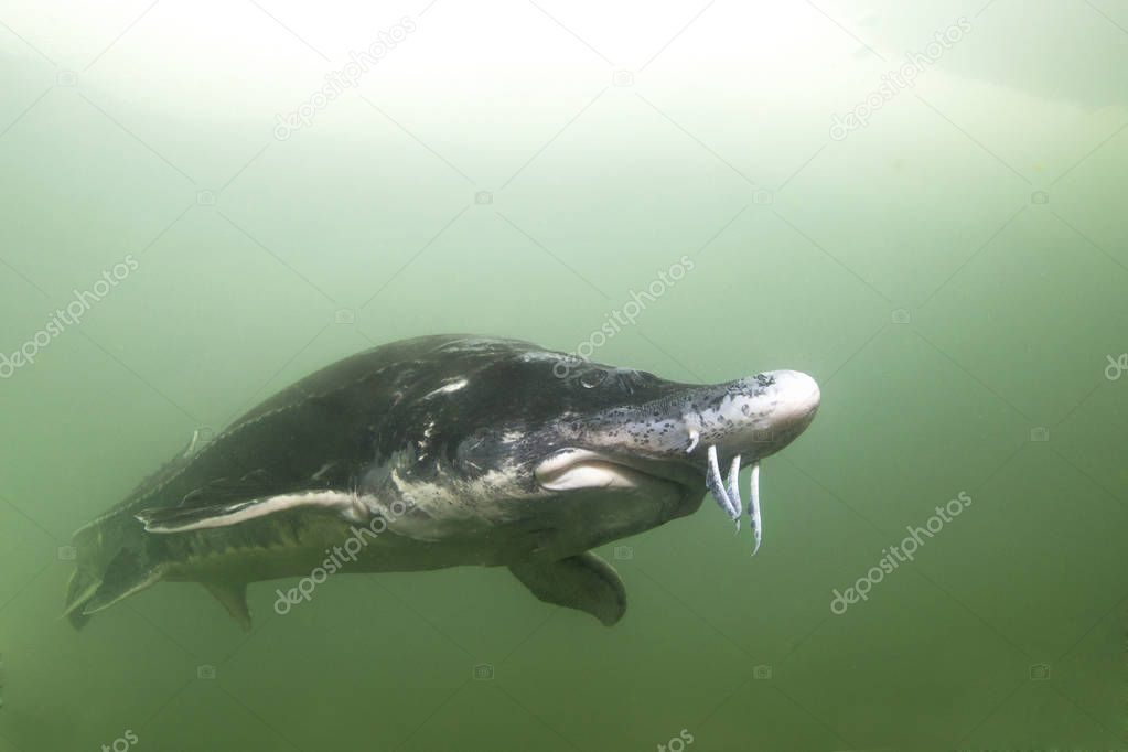 Underwater photography of the biggest fish Beluga, Huso huso swimming in the river. Beautifull river habitat. Freshwater fish sturgeon swimming in the nature. Wild life animal. Nice background. Live in the sea. 
