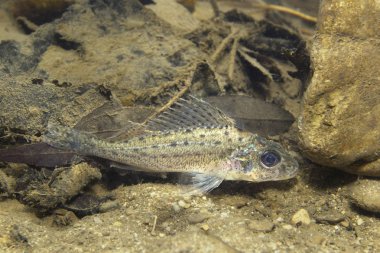 Güzel temiz Lirası içinde tatlı su balığı Ruffe (Gymnocephalus cernuus). Sualtı fotoğrafçılığı nehir Habitat. Vahşi yaşam hayvan. Ruffe veya güzel arka plan ile doğa ortamlarında Kaulbarsch. Gölde yüzme Papa.