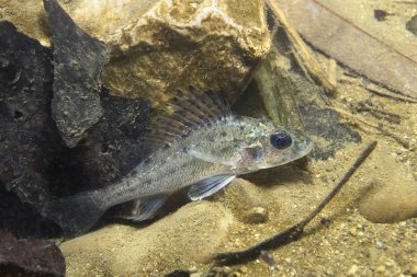 Güzel temiz Lirası içinde tatlı su balığı Ruffe (Gymnocephalus cernuus). Sualtı fotoğrafçılığı nehir Habitat. Vahşi yaşam hayvan. Ruffe veya güzel arka plan ile doğa ortamlarında Kaulbarsch. Gölde yüzme Papa.