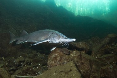 Sibirya mersin balığı, güzel temiz nehre Acipenser baeri tatlı su balığı. Sualtı fotoğrafçılığı doğal yüzme mersin balığı. Vahşi yaşam hayvan. Nehir habitat, güzel arka plan. Gölde yaşamak. 