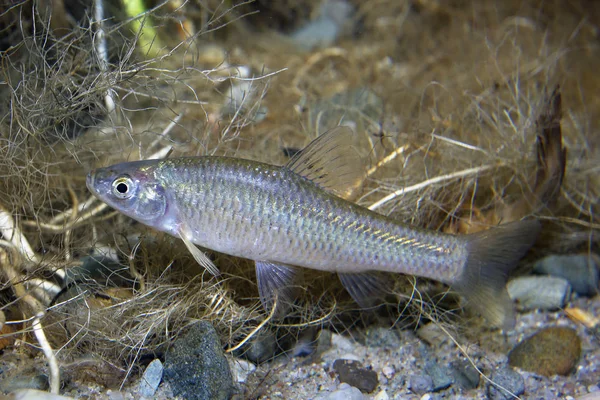 Underwater photography of freshwater fish Stone moroko, Pseudorasbora parva in the beautiful clean pound. Underwater shot with nice bacground and natural light. Wild life animal. Tschebatschek in river habitat.