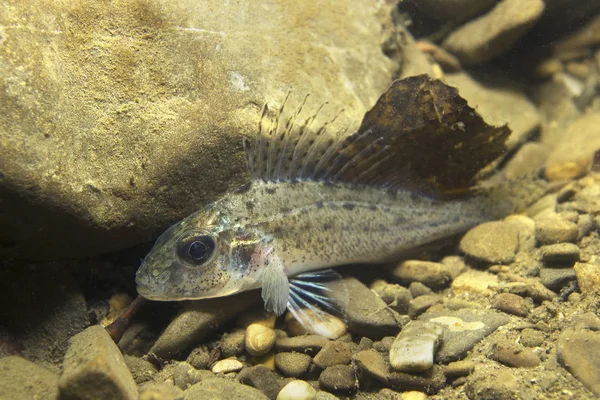 Güzel temiz Lirası içinde tatlı su balığı Ruffe (Gymnocephalus cernuus). Sualtı fotoğrafçılığı nehir Habitat. Vahşi yaşam hayvan. Ruffe veya güzel arka plan ile doğa ortamlarında Kaulbarsch. Gölde yüzme Papa.