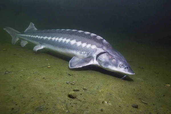 Freshwater Fish Russian Sturgeon Acipenser Gueldenstaedti Beautiful Clean River Underwater — Stock Photo, Image