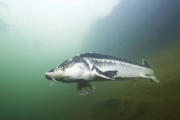 Freshwater Fish Russian Sturgeon Acipenser Gueldenstaedti Beautiful Clean River Underwater — Stock Photo, Image
