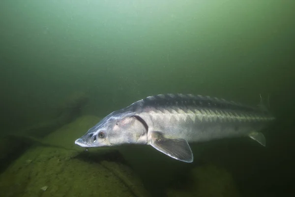 Pesce Acqua Dolce Storione Russo Acipenser Gueldenstaedti Nel Bellissimo Fiume — Foto Stock