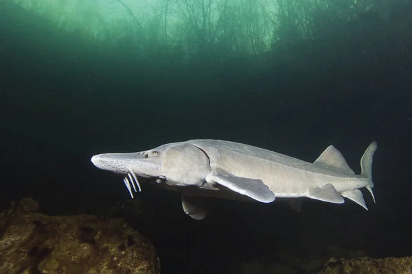 Freshwater Fish Siberian Sturgeon Acipenser Baeri Beautiful Clean River Underwater — Stock Photo, Image