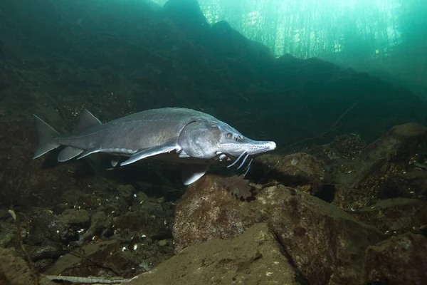 Süßwasserfisch Sibirischer Stör Acipenser Baeri Schönen Sauberen Fluss Unterwasseraufnahmen Von — Stockfoto