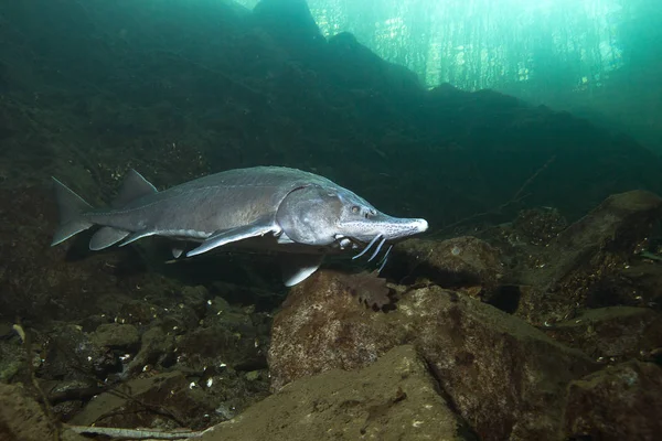 Freshwater Fish Siberian Sturgeon Acipenser Baeri Beautiful Clean River Underwater — Stock Photo, Image