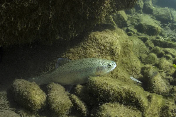 Rainbow Trout Oncorhynchus Mykiss Close Underwater Nature River Habitat Underwater — Stock Photo, Image