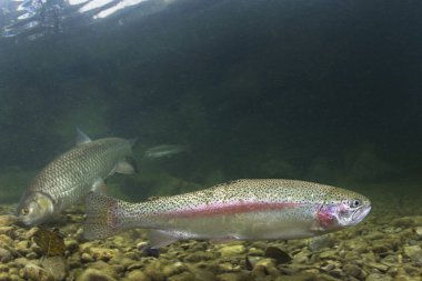 Gökkuşağı alabalıklarında (Oncorhynchus mykiss) yakın çekim sualtı doğa nehir Habitat. Temiz küçük dere içinde su altı fotoğraf. 