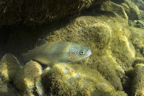 Rainbow Trout Oncorhynchus Mykiss Close Underwater Nature River Habitat Underwater — Stock Photo, Image