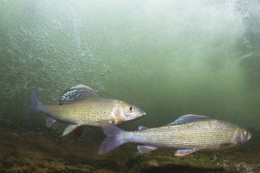 Gölge balığı (Thymallus thymallus). Tatlı su balık Thymallus thymallus, temiz su sualtı fotoğrafçılığı yüzme. Dağ dere içinde yaşamak. Güzel nehir habitat.