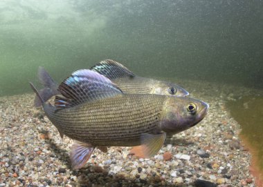 Gölge balığı (Thymallus thymallus). Tatlı su balık Thymallus thymallus, temiz su sualtı fotoğrafçılığı yüzme. Dağ dere içinde yaşamak. Güzel nehir habitat.