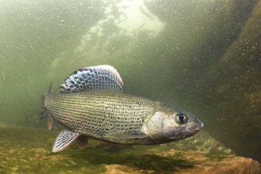 Gölge balığı (Thymallus thymallus). Tatlı su balık Thymallus thymallus, temiz su sualtı fotoğrafçılığı yüzme. Dağ dere içinde yaşamak. Güzel nehir habitat.
