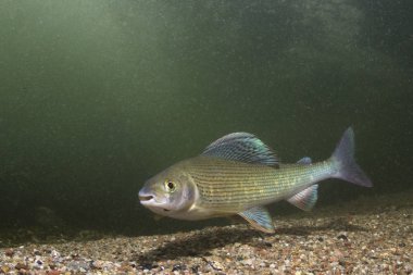 Gölge balığı (Thymallus thymallus). Tatlı su balık Thymallus thymallus, temiz su sualtı fotoğrafçılığı yüzme. Dağ dere içinde yaşamak. Güzel nehir habitat.