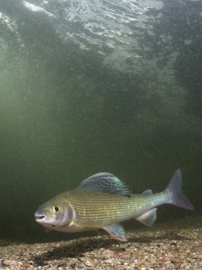 Gölge balığı (Thymallus thymallus). Tatlı su balık Thymallus thymallus, temiz su sualtı fotoğrafçılığı yüzme. Dağ dere içinde yaşamak. Güzel nehir habitat.