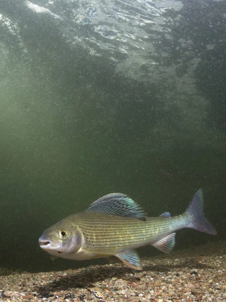 Грейлинг Thymallus Thymallus Плавание Пресноводных Рыб Thymallus Thymallus Подводная Фотография — стоковое фото