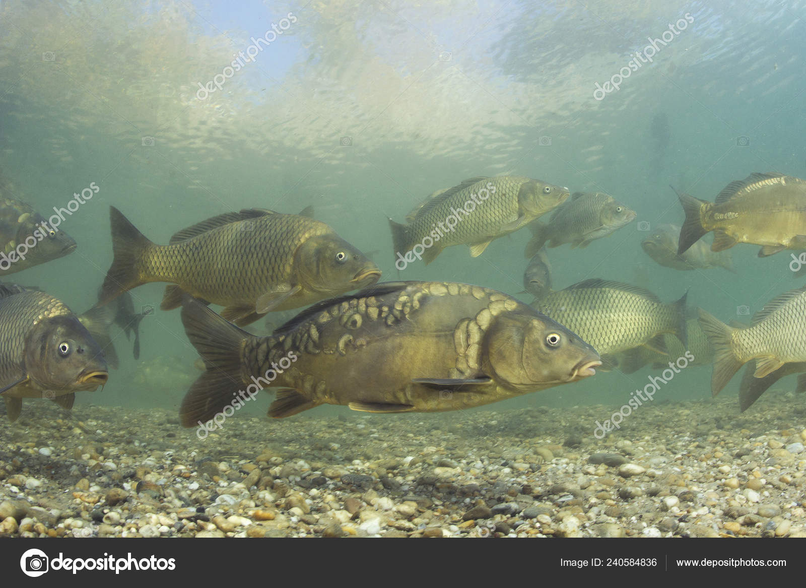Живая Рыба Для Пруда Купить В Новосибирске