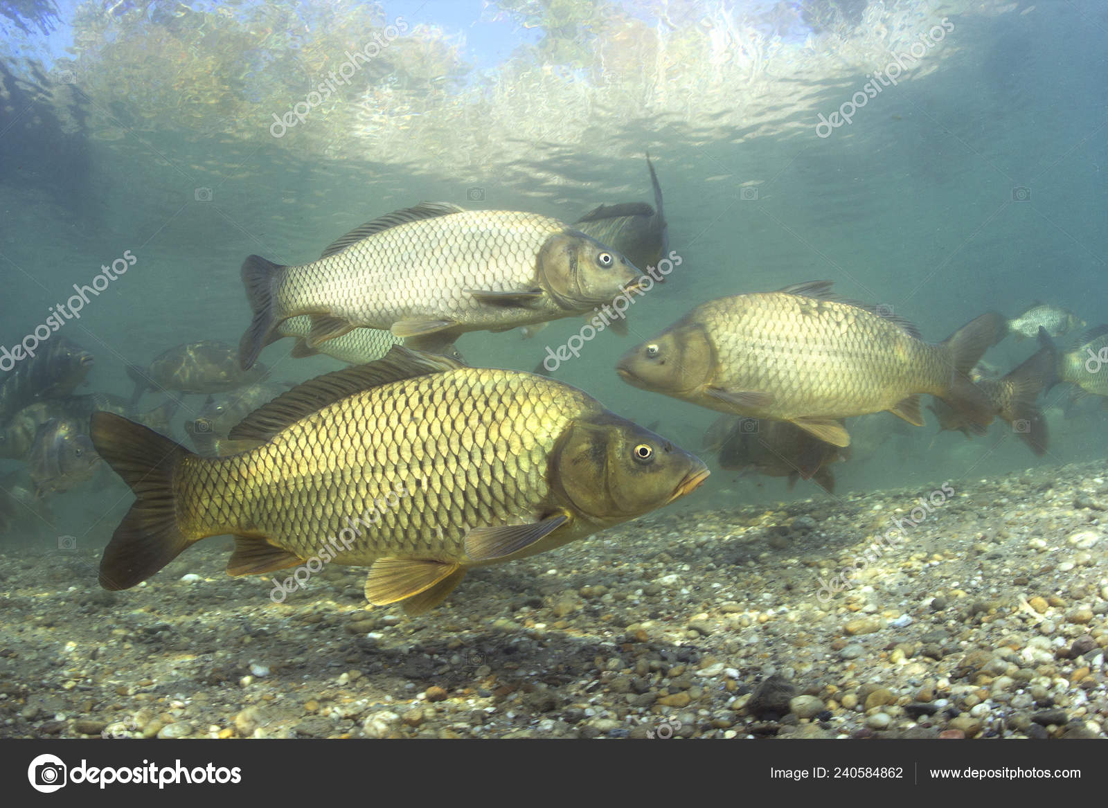 Freshwater Fish Carp Cyprinus Carpio Beautiful Clean Pound Group