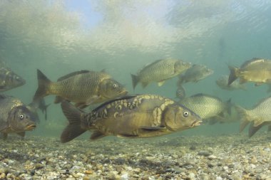 Tatlı su balık sazan (Cyprinus carpio) güzel temiz Lirası. Carps açık suda yüzen grubu. Sualtı fotoğrafçılığı gölde. Vahşi yaşam hayvan. Güzel arka plan ile doğa ortamlarında sazan.