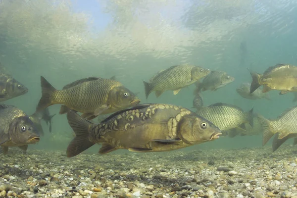 Freshwater Fish Carp Cyprinus Carpio Beautiful Clean Pound Group Carps — Stock Photo, Image