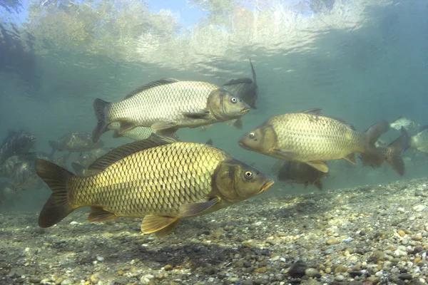 Tatlı su balık sazan (Cyprinus carpio) güzel temiz Lirası. Carps açık suda yüzen grubu. Sualtı fotoğrafçılığı gölde. Vahşi yaşam hayvan. Güzel arka plan ile doğa ortamlarında sazan.