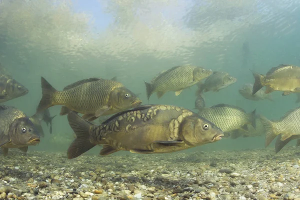 Freshwater Fish Carp Cyprinus Carpio Beautiful Clean Pound Group Carps Royalty Free Stock Photos