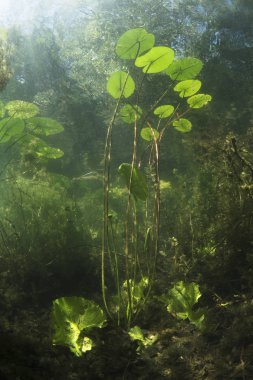 Güzel sarı nilüfer (nuphar lutea) açık Lirası içinde. Tatlı su Gölü sualtı vurulmuş. Doğa yaşam alanı. Unerwater dünya. Yaz aylarında bir gölet sualtı görüntüleme. 