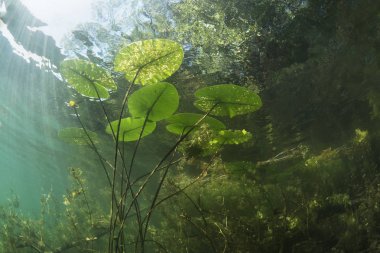 Güzel sarı nilüfer (nuphar lutea) açık Lirası içinde. Tatlı su Gölü sualtı vurulmuş. Doğa yaşam alanı. Unerwater dünya. Yaz aylarında bir gölet sualtı görüntüleme. 