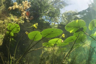 Güzel sarı nilüfer (nuphar lutea) açık Lirası içinde. Tatlı su Gölü sualtı vurulmuş. Doğa yaşam alanı. Unerwater dünya. Yaz aylarında bir gölet sualtı görüntüleme. 