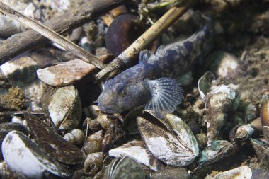 Tatlı su balığı Tubenose kayabalığı (Proterorhinus pavuryası) güzel nehir temiz. Tuna Nehri sualtı vurulmuş. Vahşi yaşam hayvan. Tubenose kaya balığı güzel arka plan ile doğa ortamlarında istilacı türlerin acı ve tuzlu su balık.