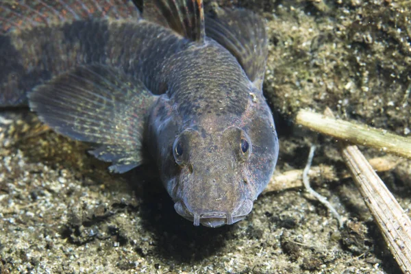 Tatlı su balığı Tubenose kayabalığı (Proterorhinus pavuryası) güzel nehir temiz. Tuna Nehri sualtı vurulmuş. Vahşi yaşam hayvan. Tubenose kaya balığı güzel arka plan ile doğa ortamlarında istilacı türlerin acı ve tuzlu su balık.