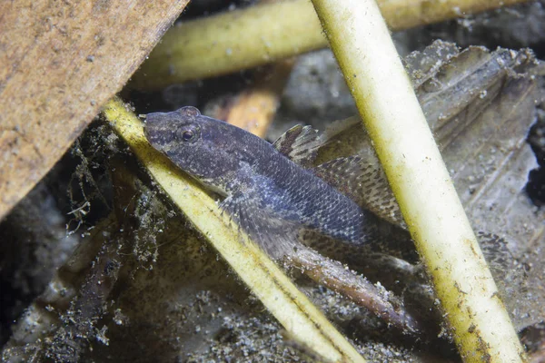 Freshwater Fish Tubenose Goby Proterorhinus Marmoratus Beautiful Clean River Underwater — Stock Photo, Image