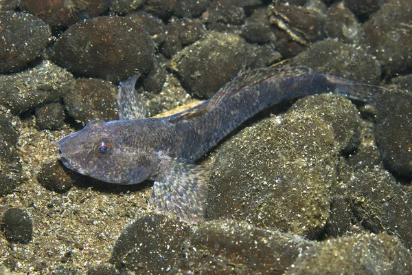 Freshwater Fish Tubenose Goby Proterorhinus Marmoratus Beautiful Clean River Underwater — Stock Photo, Image