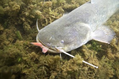 Yayın balığı (Silurus Glanis) sualtı fotoğraf. Avrupa yayın balığı saldırısı. Avrupa göl ve nehir en büyük yırtıcı balık. Vahşi yaşam hayvan. Güzel arka plan ile doğa ortamlarında yayın balığı. Gölde yaşamak.