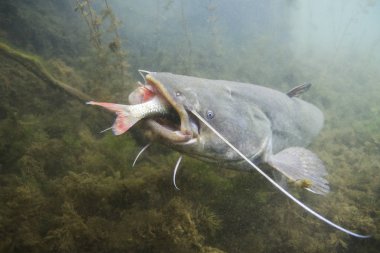 Yayın balığı (Silurus Glanis) sualtı fotoğraf. Avrupa yayın balığı saldırısı. Avrupa göl ve nehir en büyük yırtıcı balık. Vahşi yaşam hayvan. Güzel arka plan ile doğa ortamlarında yayın balığı. Gölde yaşamak.