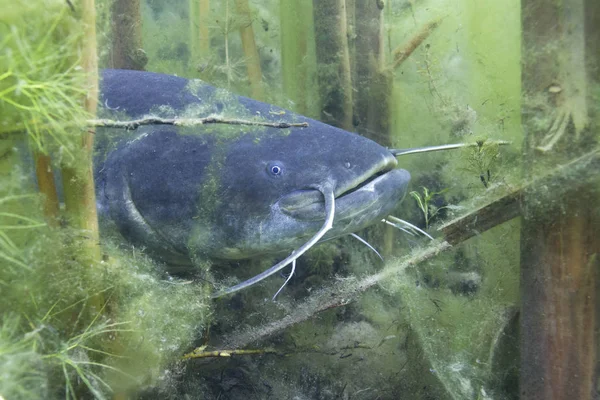 Underwater Photo Catfish Silurus Glanis Biggest Predatory Fish European Lakes Royalty Free Stock Images