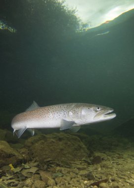 Nehirde yüzen sıradan Huchen (Hucho Hucho). Yakından çekilmiş güzel somonlu balıklar. Vahşi doğada sualtı fotoğrafçılığı. Nehir habitatı. Tuna somonu.