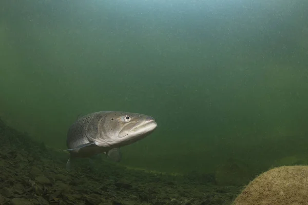 Common Huchen Hucho Hucho Swimming Nice River Beautiful Salmonid Fish — Stock Photo, Image