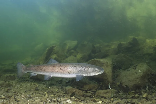 Nehirde yüzen sıradan Huchen (Hucho Hucho). Yakından çekilmiş güzel somonlu balıklar. Vahşi doğada sualtı fotoğrafçılığı. Nehir habitatı. Tuna somonu.