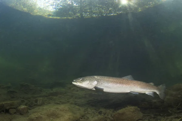 Common Huchen Hucho Hucho Swimming Nice River Beautiful Salmonid Fish — Stock Photo, Image