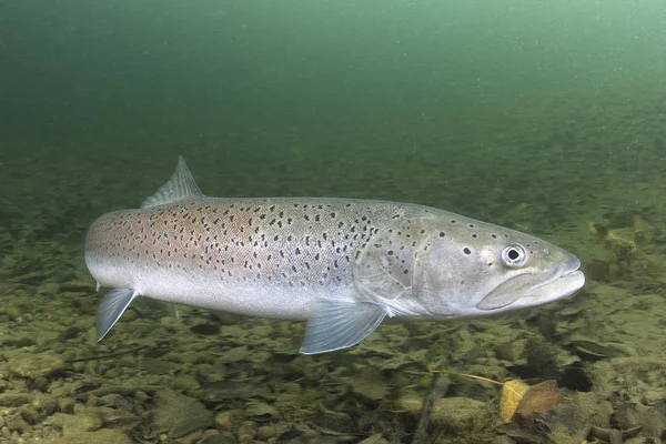 Comune Huchen Hucho Hucho Nuotare Nel Bel Fiume Bellissimo Pesce — Foto Stock