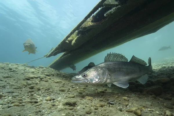 Zander Sander Lucioperca Bajo Agua Peces Carnívoros Con Aletas Marcadas — Foto de Stock