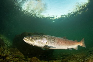 Big Common huchen (Hucho hucho) swimming in nice river. Beautiful danubian salmon. Close up photo. Underwater photography in wild nature. Mountain creek habitat.