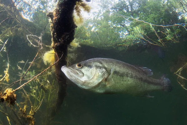 Bir fırfırlı su balığının sualtı resmi Largemouth Bass (Micropterus salmoides) doğa ışığı. Gölde yaşa. Siyah Bas.
